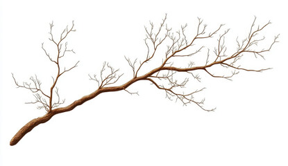 Fototapeta premium Detailed Closeup of a Brown Winter Tree Branch Isolated on White Background