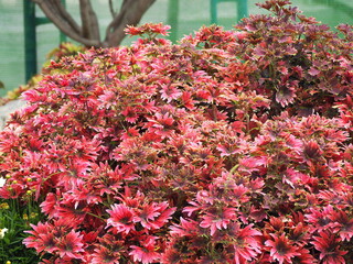 Coleus Blumei Plectranthus scutellarioides has red and dark brown leaves that are used as an ornamental plant in gardens. Painted nettle plant has angular stems and branches, all parts are succulent.
