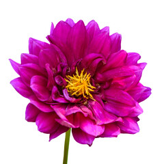 pink dahlia isolated on transparent background