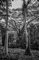 Tall Old Growth Tropical Hardwood Trees in a Hawaiian Rainforest.