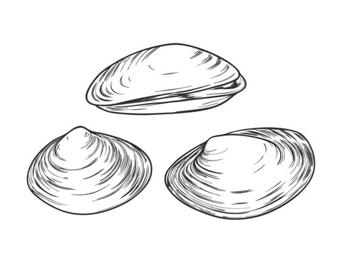 Hand-drawn sketch illustration of a seafood clam in vintage etching style. Detailed line art with textured shading, perfect for menus, packaging, or culinary designs.