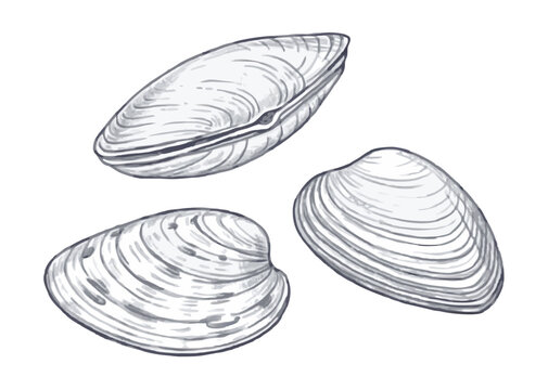 Hand-drawn sketch illustration of a seafood clam in vintage etching style. Detailed line art with textured shading, perfect for menus, packaging, or culinary designs.
