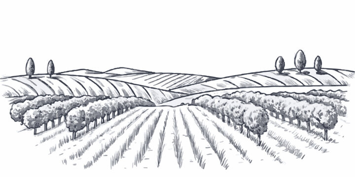 Hand-drawn illustration of a vineyard landscape, showcasing rolling hills, farm fields, and lush grapevines. Perfect for agricultural, wine, and countryside-themed designs.