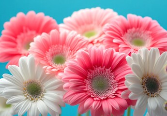 Vibrant Pink and White Gerbera Daisies on a Blue Background