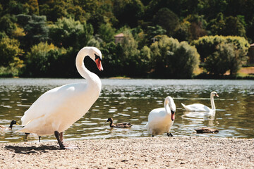 Conseil de cygnes sur le Lac Tranquille