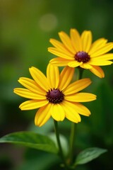 Yellow daisies with dark maroon centers glistening in dewy morning light, freshness, morning, green