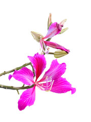 Purple Orchid Tree isolated on transparent background