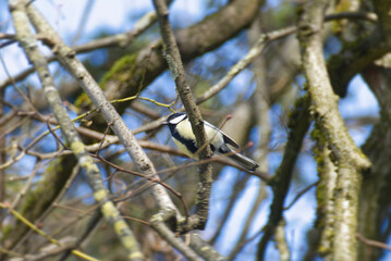 Great tit (Parus major) sitting in a tree in Zurich, Switzerland