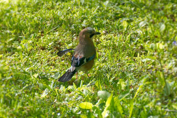 Eurasian Jay (Garrulus glandarius) sitting on the ground in Zurich, Switzerland