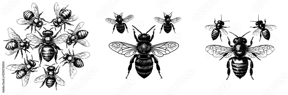 Poster hand drawn vector illustration of multiple bees in various poses and perspectives showing their intr