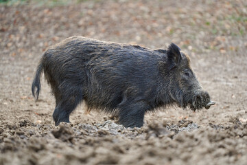 Wild boar foraging in forest........