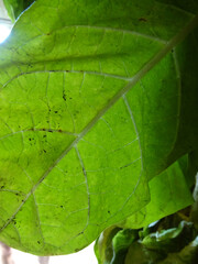 Tobacco leaves are dried in natural conditions and strung on a string for drying.Procurement of raw...