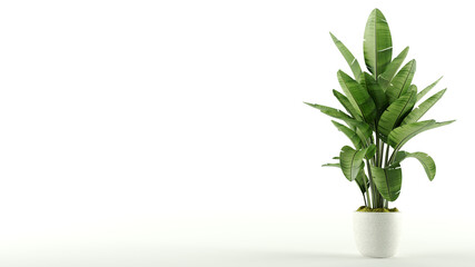 set of Pot with home plant Spathiphyllum isolated on white background