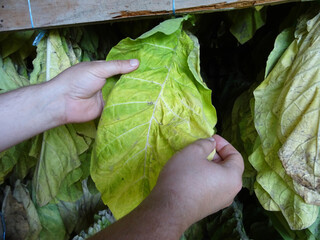 Tobacco leaves are dried in natural conditions and strung on a string for drying.Procurement of raw...