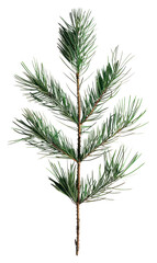 Fototapeta premium PNG Minimalist evergreen pine branch photo