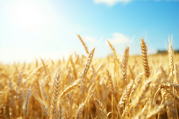 Fototapeta premium Rustic Wheat Field Background with Golden Grain – Idyllic Countryside Scene for Natural, Organic, and Farm-Themed Designs