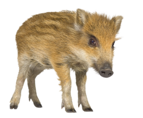 Full length view of a young wild boar standing, isolated on transparent background
