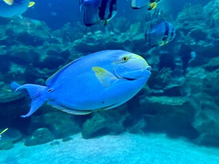 Poisson bleu tropical