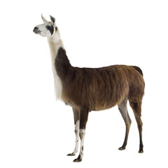 Full body shot of a llama standing against a transparent background, its head slightly turned © Eric Isselée