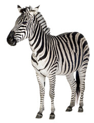 Full length view of a plains zebra standing against a transparent background