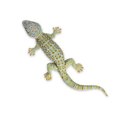 Naklejka premium Tokay gecko with orange spots climbing on transparent background