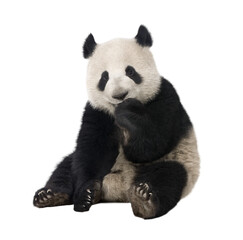 Cute baby giant panda - ailuropoda melanoleuca - sitting and eating something with its paws,...