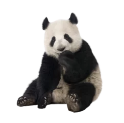 Gardinen Panda Cute baby giant panda - ailuropoda melanoleuca - sitting and eating something with its paws, isolated on transparent background  © Eric Isselée