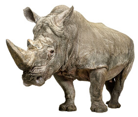 Obraz premium Powerful white rhinoceros standing, showcasing its thick skin and prominent horn, isolated on transparent background