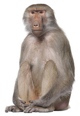 Full body portrait of a baboon sitting on a transparent background