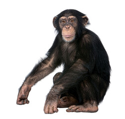 Young chimpanzee sitting and looking forward, isolated on transparent background