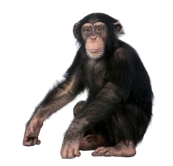  Young chimpanzee sitting and looking forward, isolated on transparent background © Eric Isselée