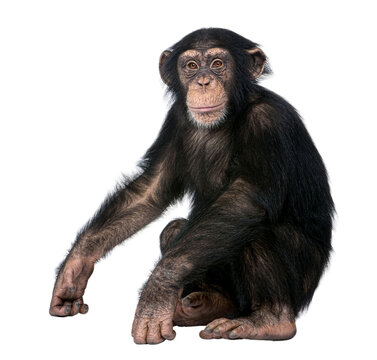 Young chimpanzee sitting and looking forward, isolated on transparent background