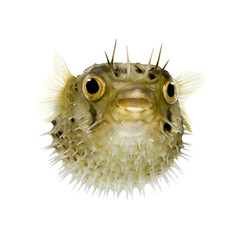 Studio shot of a pufferfish inflating its body, showcasing its defensive spikes against a transparent background