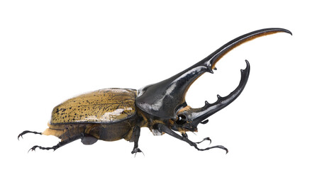 Large hercules beetle, dynastes hercules, walking on transparent background
