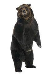 Fototapeta premium Powerful brown bear standing upright on a transparent background, showcasing its imposing size and strength