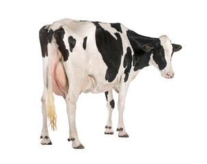 Healthy dairy cow standing on transparent background, full length profile view