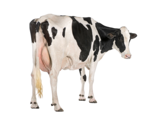 Healthy dairy cow standing on transparent background, full length profile view