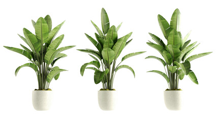 set of Pot with home plant Spathiphyllum isolated on transperent background