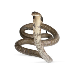 King cobra snake coiling and showing its hood, isolated on transparent background