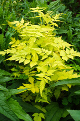 The bright yellow foliage of golden ghost bramble (Rubus cockburnianus 'Aureus' or 'Goldenvale' or...