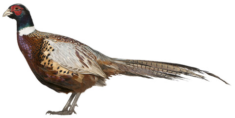 Full body of a common pheasant standing, isolated on transparent background