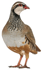 Red legged partridge standing in profile on transparent background
