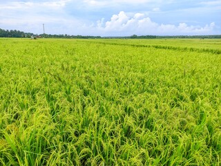 Rice thrives in the rice fields waiting for the harvest that will come soon