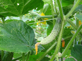 Growing origkas in open ground, fresh fruit harvest in natural conditions close-up