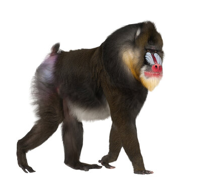 Mandrill walking on transparent background, isolated cutout image