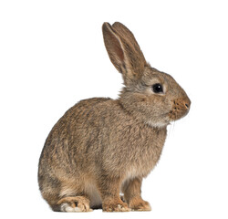 Brown rabbit sitting in profile, looking right, isolated on transparent background