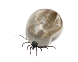 Full tick engorged with blood crawling on transparent background, posing a potential lyme disease threat