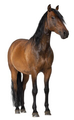Obraz premium Studio shot of a brown horse standing against a transparent background