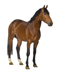 Obraz premium Studio shot of a brown horse standing against a transparent background