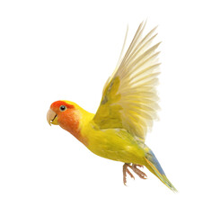 Rosy faced lovebird with open wings, isolated on transparent background